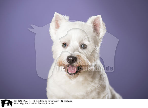 West Highland White Terrier Portrait / West Highland White Terrier Portrait / NN-11504
