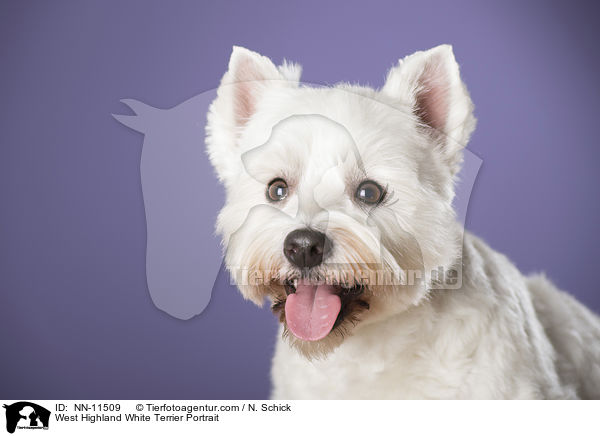 West Highland White Terrier Portrait / West Highland White Terrier Portrait / NN-11509