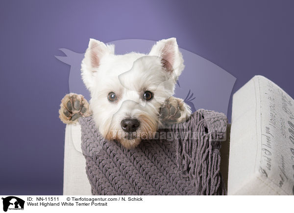 West Highland White Terrier Portrait / West Highland White Terrier Portrait / NN-11511