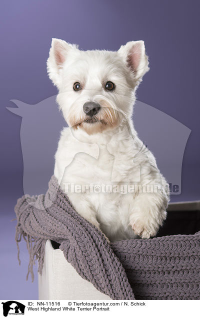 West Highland White Terrier Portrait / West Highland White Terrier Portrait / NN-11516