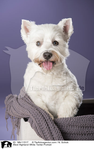 West Highland White Terrier Portrait / West Highland White Terrier Portrait / NN-11517