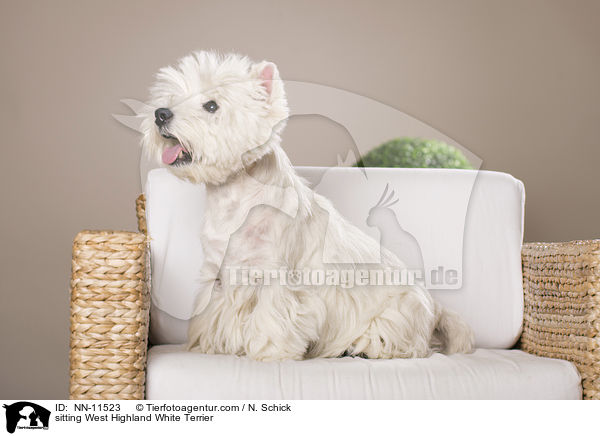 sitzender West Highland White Terrier / sitting West Highland White Terrier / NN-11523