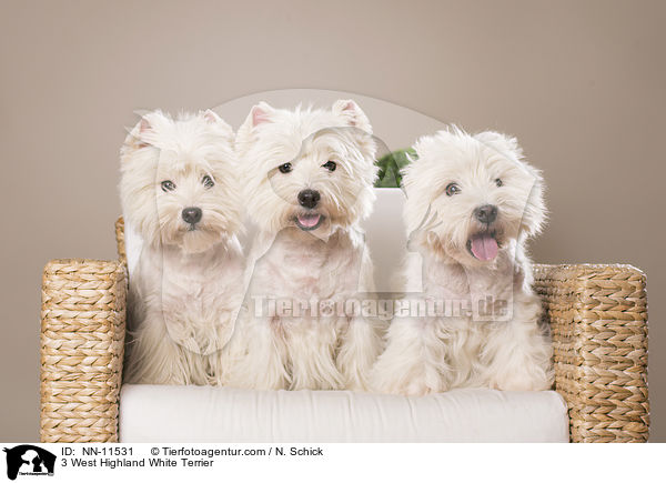 3 West Highland White Terrier / 3 West Highland White Terrier / NN-11531