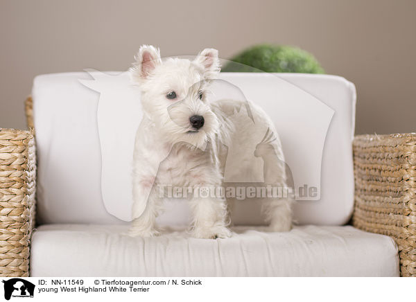 junger West Highland White Terrier / young West Highland White Terrier / NN-11549