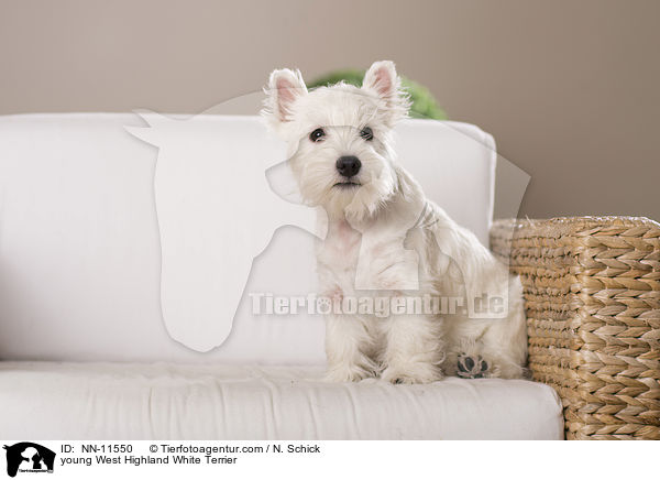 junger West Highland White Terrier / young West Highland White Terrier / NN-11550