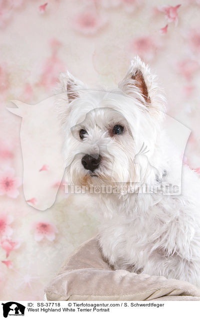West Highland White Terrier Portrait / West Highland White Terrier Portrait / SS-37718