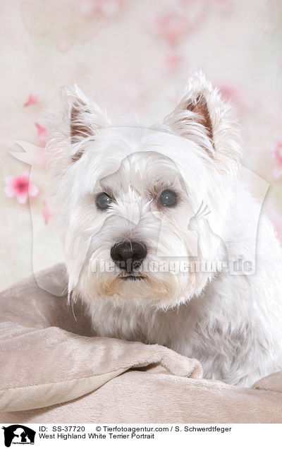 West Highland White Terrier Portrait / West Highland White Terrier Portrait / SS-37720