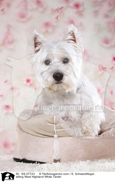 sitzender West Highland White Terrier / sitting West Highland White Terrier / SS-37723