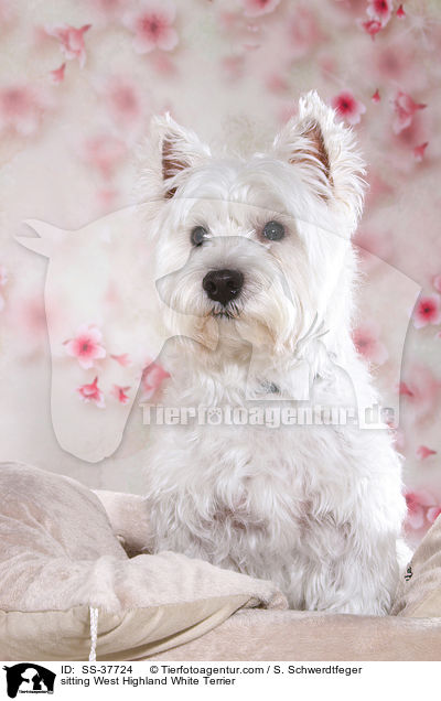 sitzender West Highland White Terrier / sitting West Highland White Terrier / SS-37724