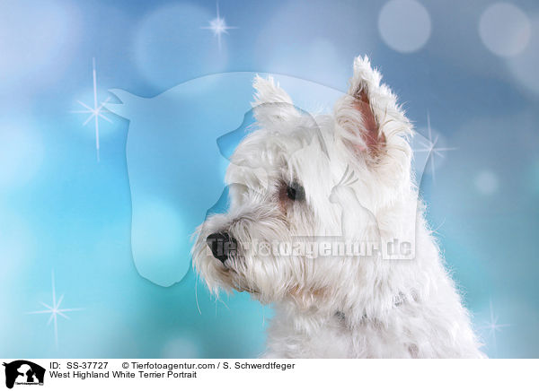 West Highland White Terrier Portrait / West Highland White Terrier Portrait / SS-37727