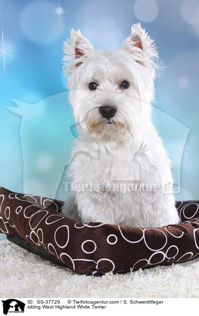 sitzender West Highland White Terrier / sitting West Highland White Terrier / SS-37729