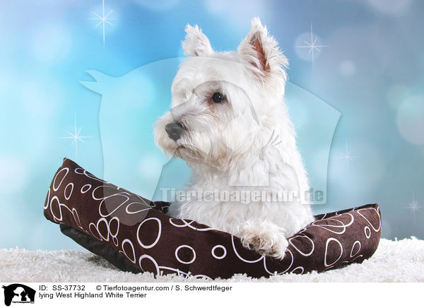 liegender West Highland White Terrier / lying West Highland White Terrier / SS-37732