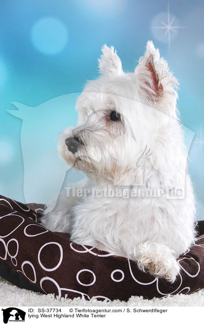 liegender West Highland White Terrier / lying West Highland White Terrier / SS-37734
