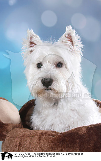 West Highland White Terrier Portrait / West Highland White Terrier Portrait / SS-37736