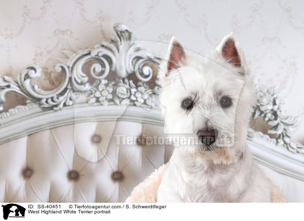 West Highland White Terrier Portrait / West Highland White Terrier portrait / SS-40451