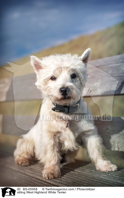 sitzender West Highland White Terrier / sitting West Highland White Terrier / BS-05958