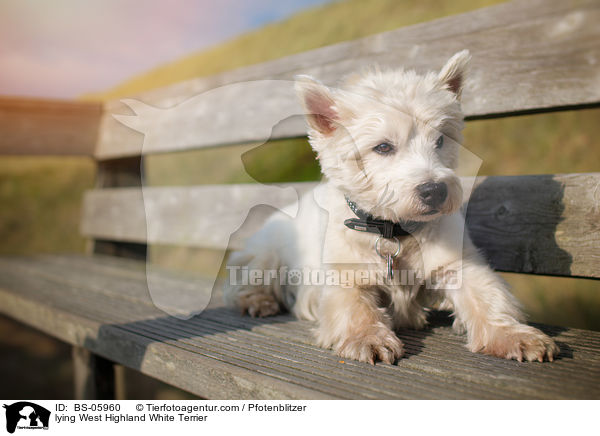 liegender West Highland White Terrier / lying West Highland White Terrier / BS-05960