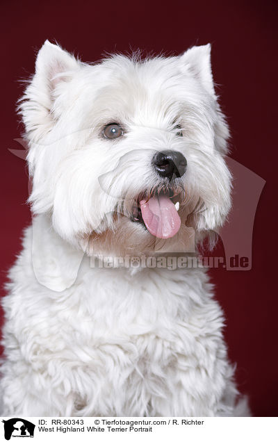 West Highland White Terrier Portrait / West Highland White Terrier Portrait / RR-80343