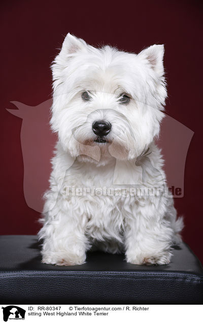 sitzender West Highland White Terrier / sitting West Highland White Terrier / RR-80347