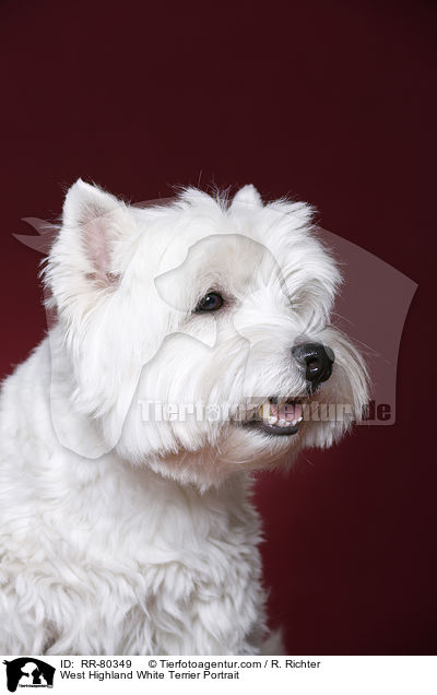 West Highland White Terrier Portrait / West Highland White Terrier Portrait / RR-80349
