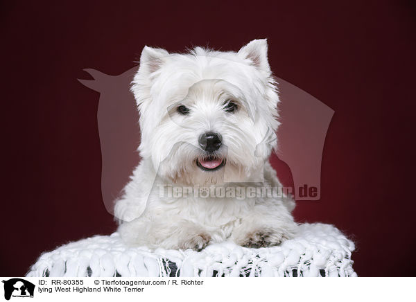 liegender West Highland White Terrier / lying West Highland White Terrier / RR-80355