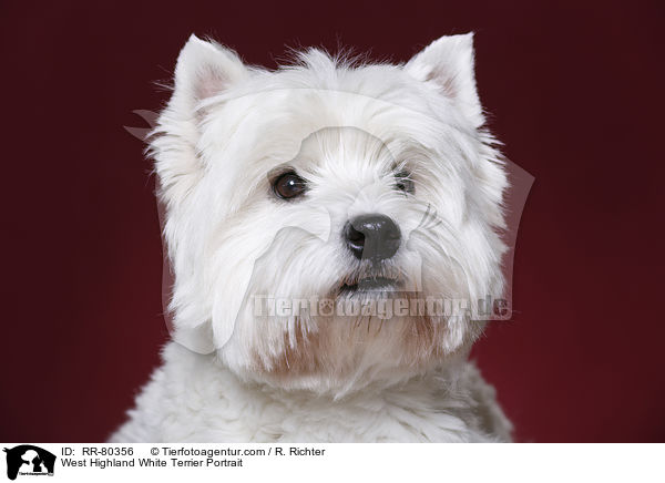 West Highland White Terrier Portrait / West Highland White Terrier Portrait / RR-80356