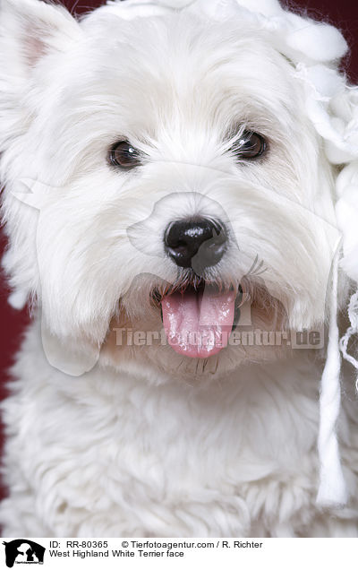 West Highland White Terrier Gesicht / West Highland White Terrier face / RR-80365