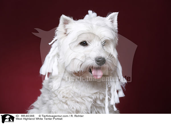 West Highland White Terrier Portrait / West Highland White Terrier Portrait / RR-80366