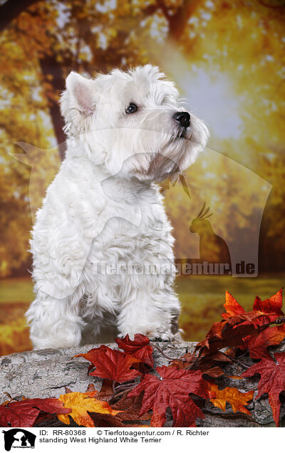 stehender West Highland White Terrier / standing West Highland White Terrier / RR-80368