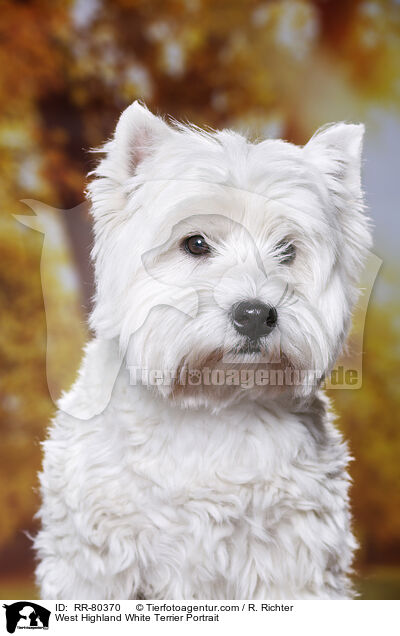 West Highland White Terrier Portrait / West Highland White Terrier Portrait / RR-80370