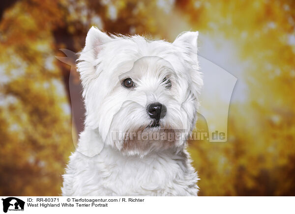 West Highland White Terrier Portrait / West Highland White Terrier Portrait / RR-80371