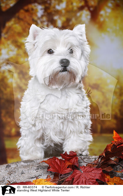 stehender West Highland White Terrier / standing West Highland White Terrier / RR-80374
