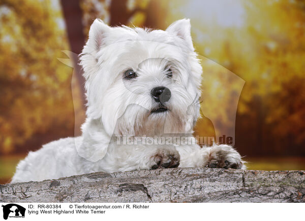 liegender West Highland White Terrier / lying West Highland White Terrier / RR-80384