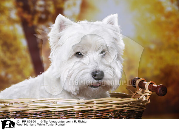 West Highland White Terrier Portrait / West Highland White Terrier Portrait / RR-80390