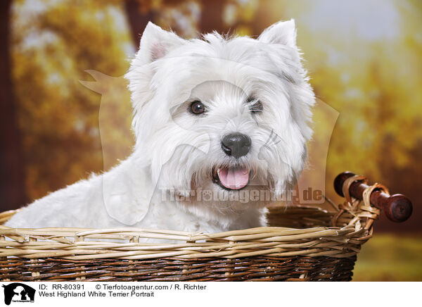 West Highland White Terrier Portrait / West Highland White Terrier Portrait / RR-80391
