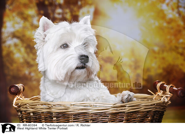 West Highland White Terrier Portrait / West Highland White Terrier Portrait / RR-80394