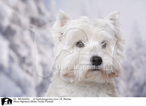 West Highland White Terrier Portrait / West Highland White Terrier Portrait / RR-80400
