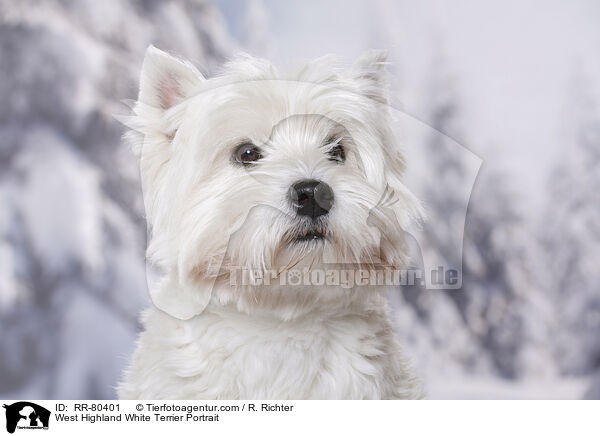 West Highland White Terrier Portrait / West Highland White Terrier Portrait / RR-80401