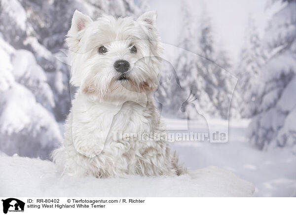 sitzender West Highland White Terrier / sitting West Highland White Terrier / RR-80402