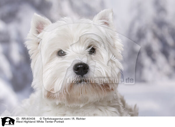 West Highland White Terrier Portrait / West Highland White Terrier Portrait / RR-80408