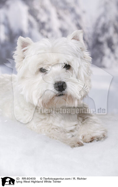 liegender West Highland White Terrier / lying West Highland White Terrier / RR-80409