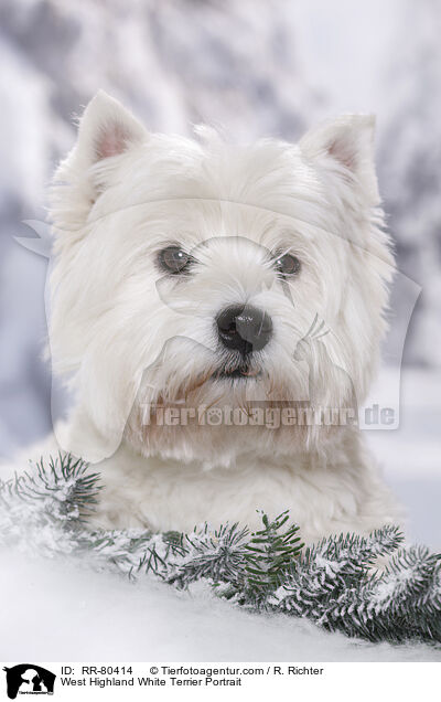 West Highland White Terrier Portrait / West Highland White Terrier Portrait / RR-80414