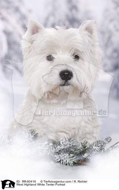 West Highland White Terrier Portrait / West Highland White Terrier Portrait / RR-80416