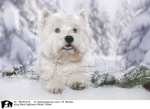 liegender West Highland White Terrier / lying West Highland White Terrier / RR-80418
