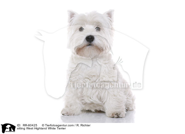 sitzender West Highland White Terrier / sitting West Highland White Terrier / RR-80425