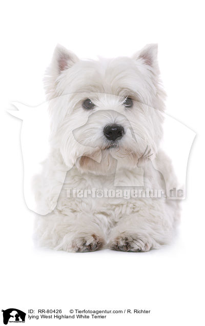 liegender West Highland White Terrier / lying West Highland White Terrier / RR-80426