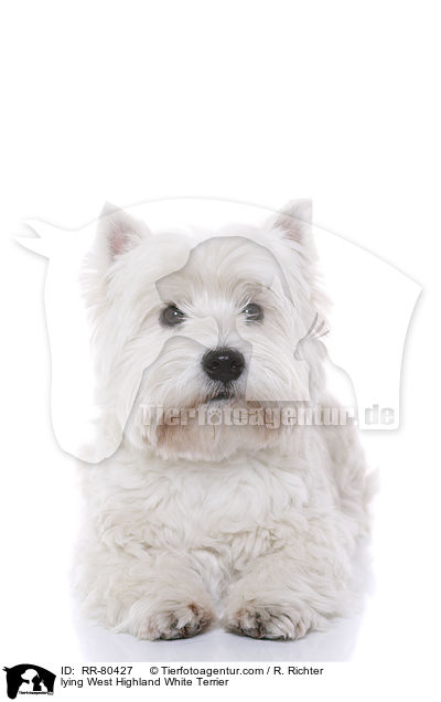 liegender West Highland White Terrier / lying West Highland White Terrier / RR-80427