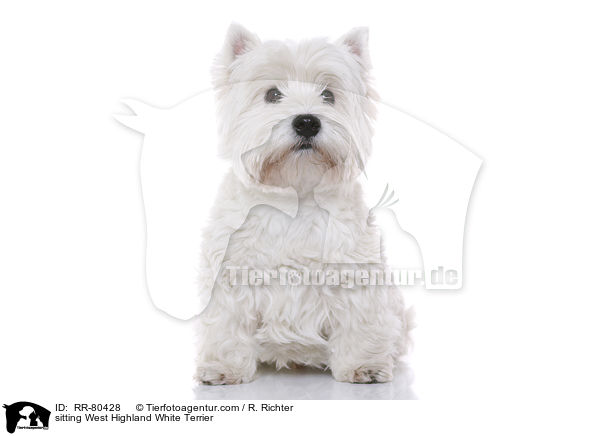sitzender West Highland White Terrier / sitting West Highland White Terrier / RR-80428