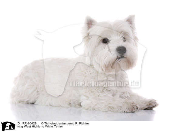 liegender West Highland White Terrier / lying West Highland White Terrier / RR-80429