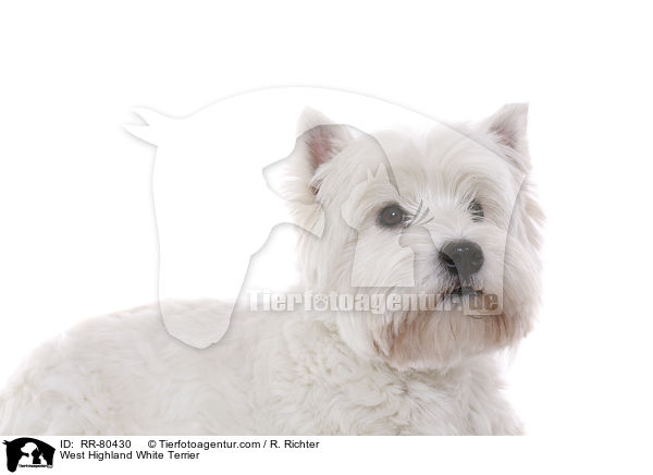 West Highland White Terrier / West Highland White Terrier / RR-80430
